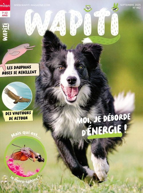 couverture de : Wapiti