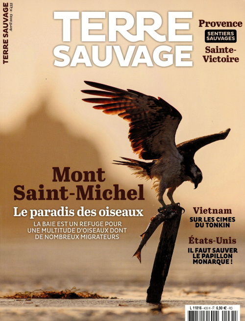 Terre sauvage 435 (01/04/2025) : Mont Saint-Michel, le paradis des oiseaux