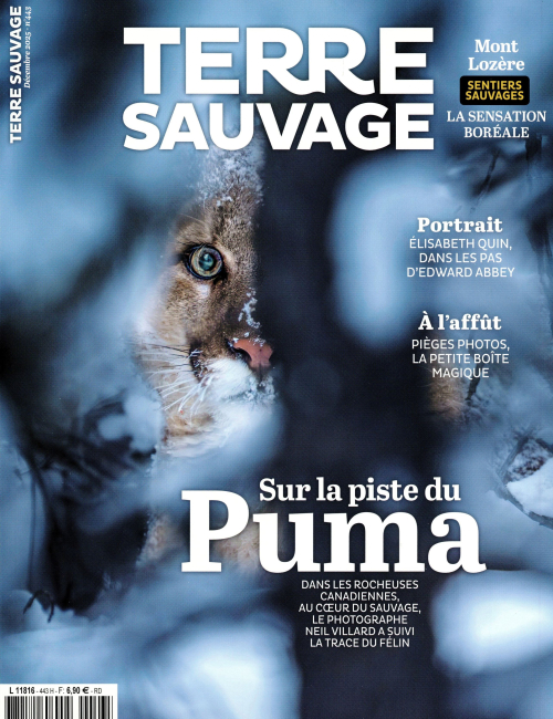 Terre sauvage 443 (01/12/2025) : Sur la piste du puma