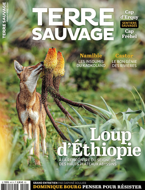 Terre sauvage 441 (01/10/2025) : Loup d'Ethiopie